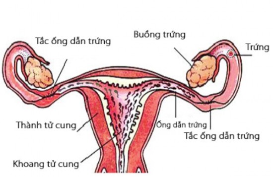 tac voi trung do viem nhiem phan phu